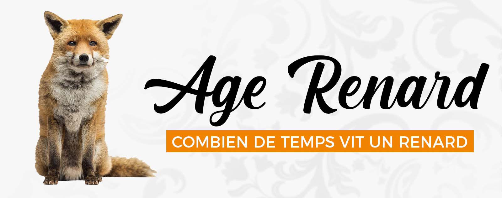 Quelle est la durée de vie d'un renard ? Image