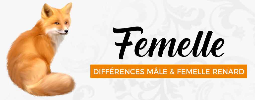 The differences between a male fox and a female fox