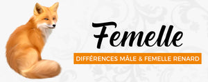Skillnaderna mellan en manlig räv och en kvinnlig räv