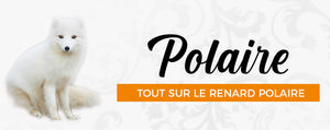 Tout Connaître sur le Renard Polaire